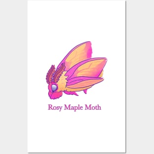 Rosy Maple Moth! Posters and Art